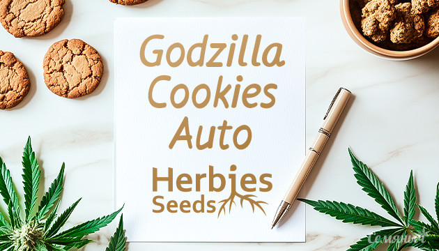 Гроурепорт Godzilla Cookies Auto от Herbies Seeds