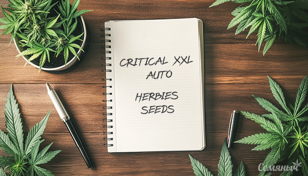 Critical XXL Auto от Herbies Seeds