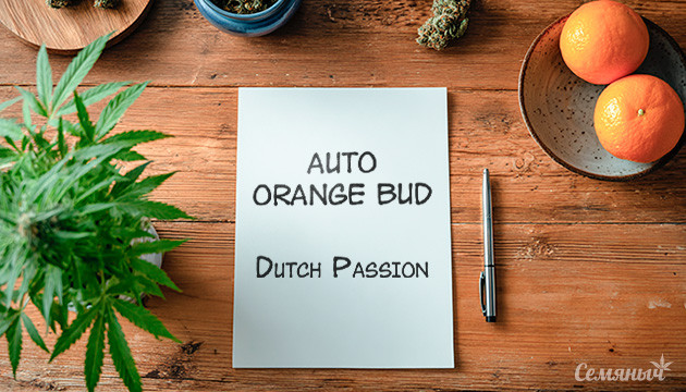 Выращивание сорта Auto Orange Bud от Dutch Passion