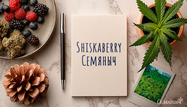 Выращивание сорта Shiskaberry fem от Семяныч