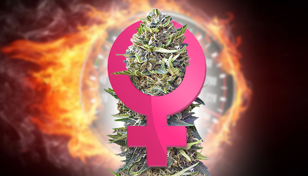 Быстрые феминизированные сорта