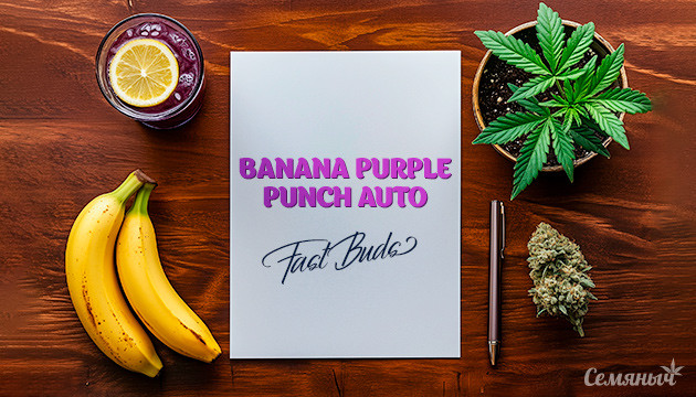 Гроурепорт сорта конопли Banana Purple Punch Auto fem от FastBuds