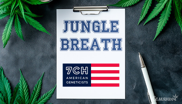 Гроурепорт сорта Jungle Breath от сидбанка 7CH American