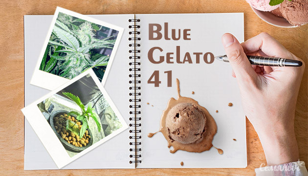 Гроурепорт сорта Blue Gelato 41